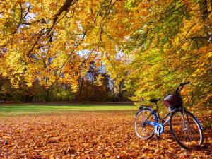 Wiese im Herbst mit Laub, Baum und einem abgestellten blauen Fahrrad