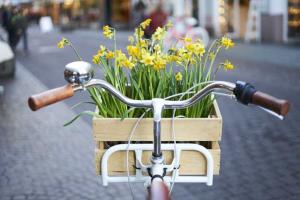 Fahrradkorb mit Narzissen