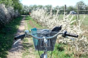 Fahrradlenker mit Korb und Utensilien im Vordergrund des Bildes, auf einem schmalen Weg mit weiß blühenden Hecken an der Seite