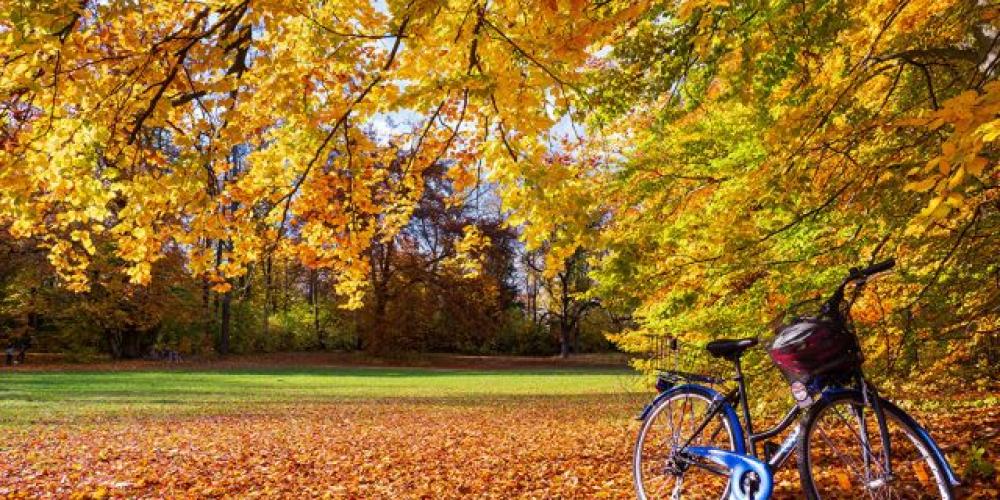 Wiese im Herbst mit Laub, Baum und einem abgestellten blauen Fahrrad