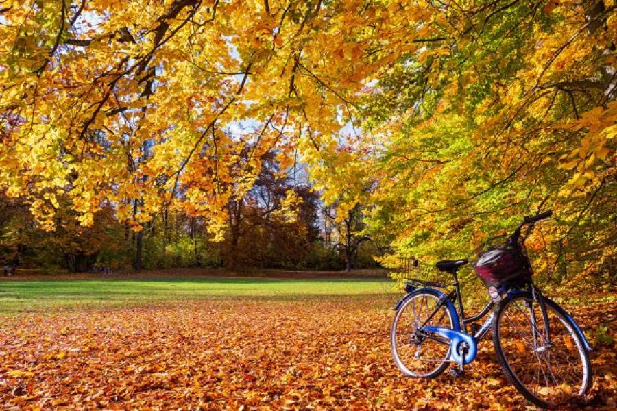 Wiese im Herbst mit Laub, Baum und einem abgestellten blauen Fahrrad